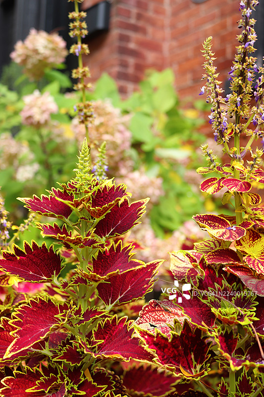 秋日奇妙花园 - 锦紫苏的绚丽叶片图片素材