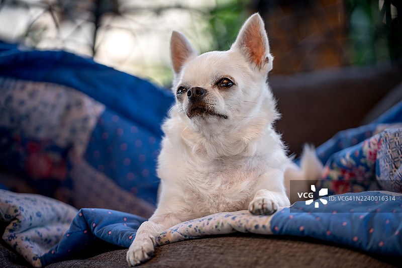 奇瓦瓦犬在床上休息图片素材