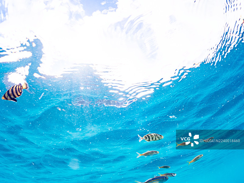 条纹鰤（大西洋鰤）、黄鳍鰤、鹦嘴鱼、斑鲹、条纹海葵鱼、白斑矮锉锉、幼鱼，以及其他鱼类成群游动。图片素材