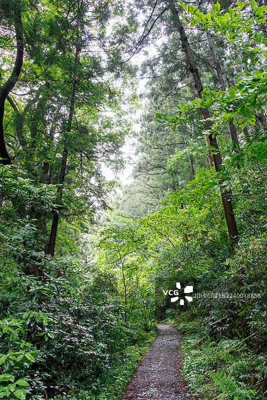 清晨，清新的绿色森林小路。一条森林小路沿着森户川的源头延伸。高大的雪松树和其他树木茁壮成长。图片素材