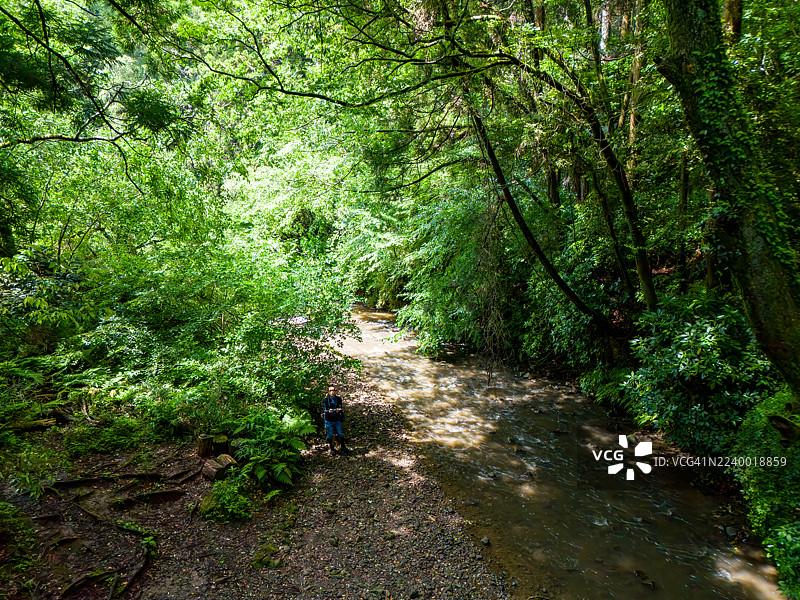 清晨,生机勃勃的绿色森林小径。一条林间小路沿着森里河的源头蜿蜒而行,两旁的大型雪松树及其他树木茁壮成长。图片素材