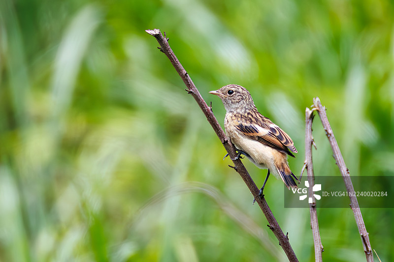 远东石䴕,也称西伯利亚石䴕,学名Saxicola stejnegeri,属于Saxicola torquata。野生鸟类。在日本静冈县御殿场市的日本陆上自卫队北富士演习场进行的观鸟活动 - 2025图片素材