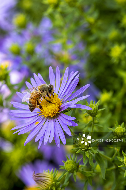 紫菀上的蜜蜂图片素材