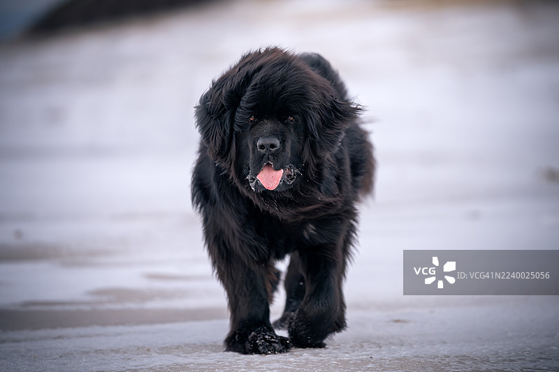 一只纽芬兰犬在散步图片素材