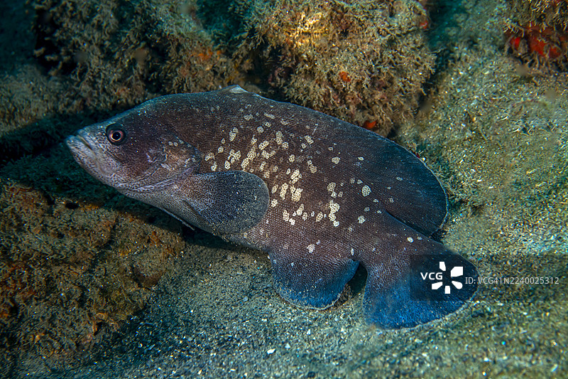 大肥皂鱼图片素材