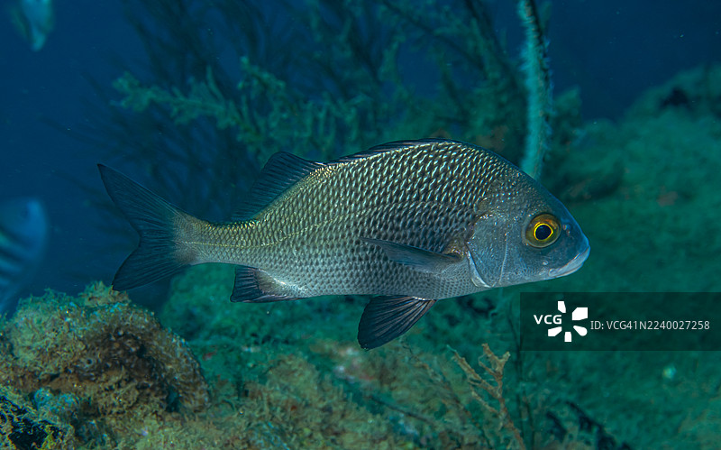 船员之选。图片素材