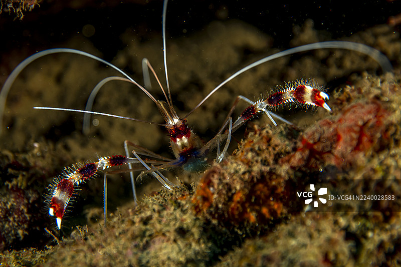 带纹珊瑚虾图片素材