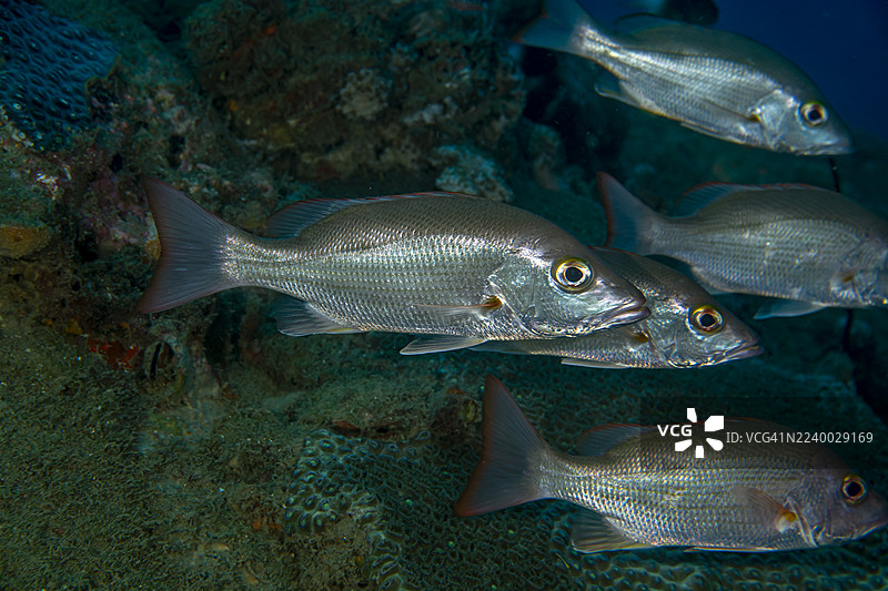 红木鲷鱼图片素材