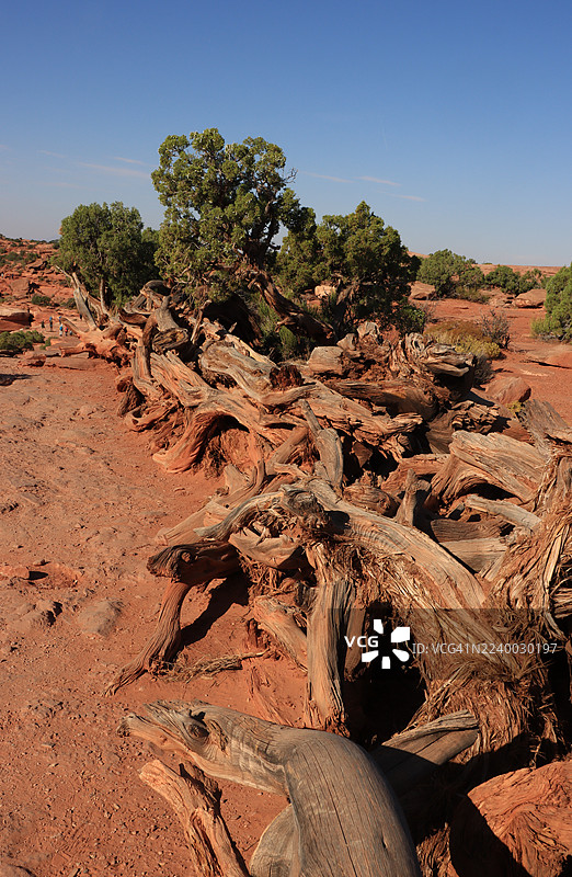 犹他刺柏树干用作屏障，峡谷地国家公园图片素材