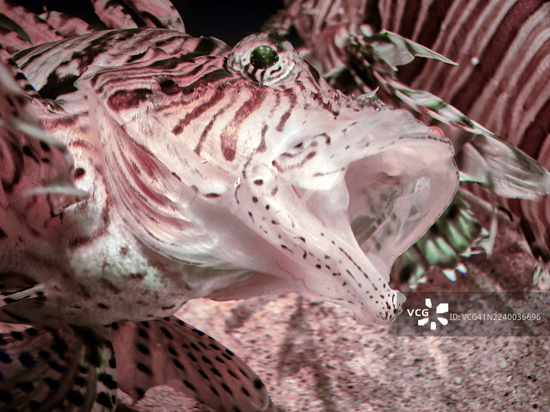 展缸中狮子鱼的特写镜头。图片素材