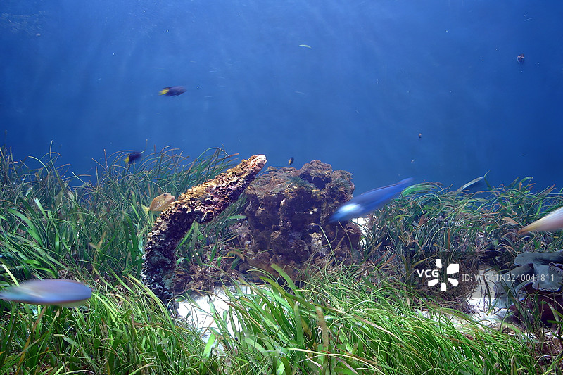 一个大型水族箱展示着生机勃勃的水下景象。图片素材