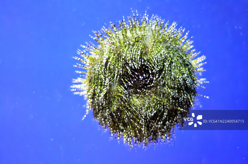 水族箱中绿海胆（Strongylocentrotus droebachiensis）的特写。图片素材