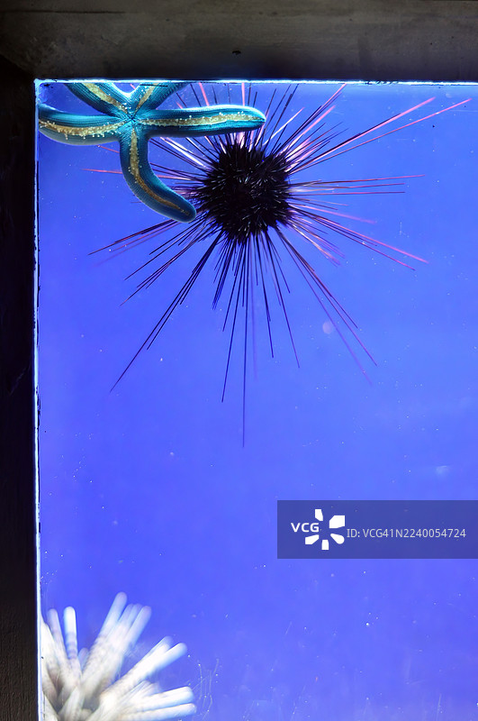 水族馆中长棘海胆和蓝色海星的特写镜头。图片素材