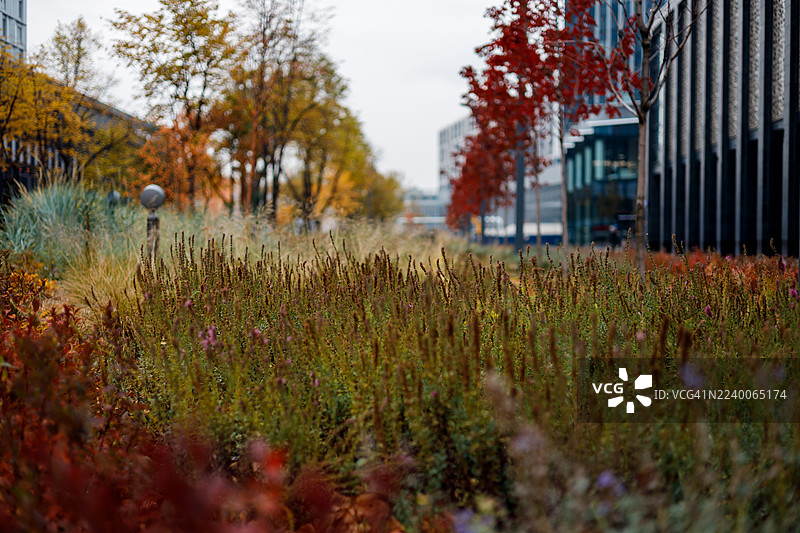 夏日野草杂草背景图片素材