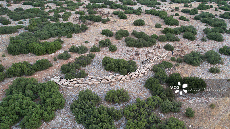 土耳其乡村牧羊人带领羊群的鸟瞰图图片素材