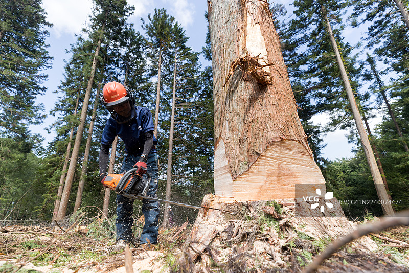森林经营者实施计划性采伐以实现可持续林业。图片素材