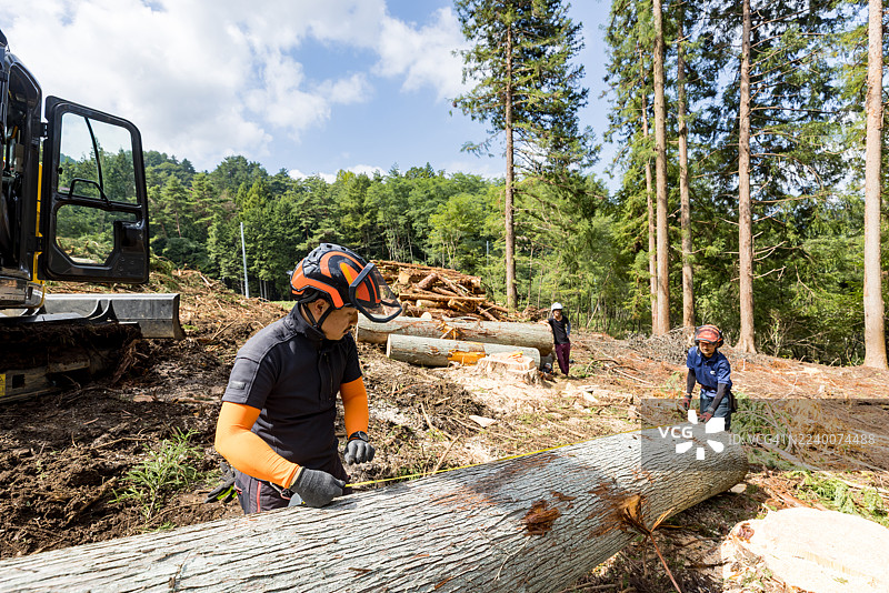 森林经营者正在实施计划性采伐，以实现可持续林业。图片素材