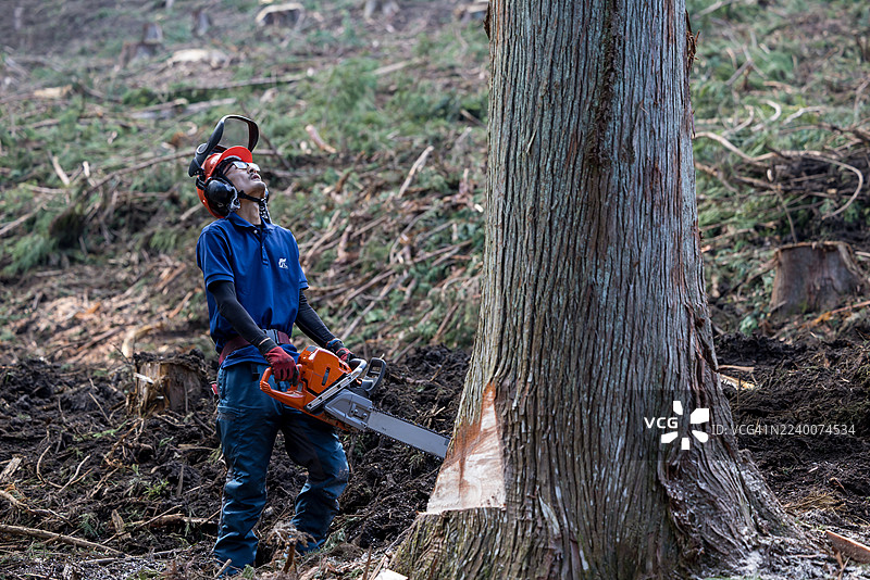 森林经营者正在实施计划性采伐，以实现可持续林业。图片素材