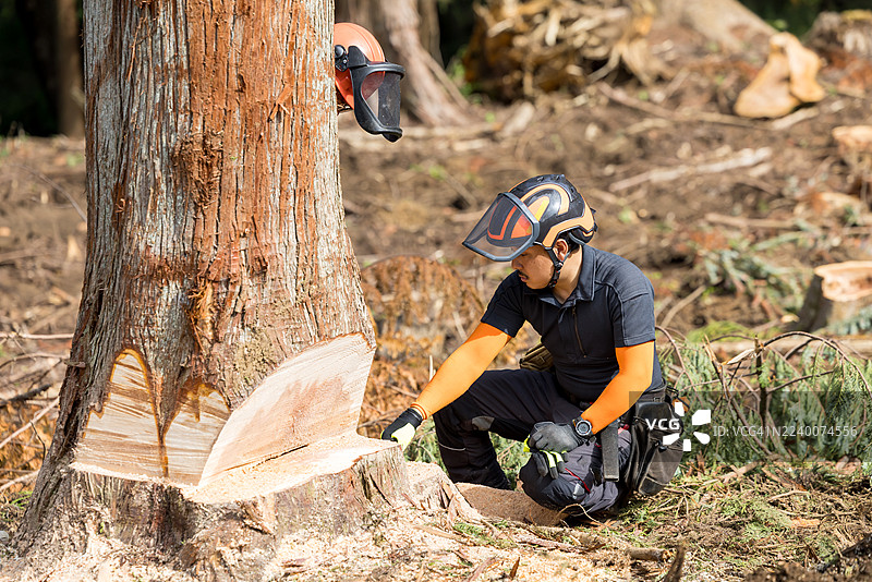 林业工人在可持续林业中执行计划采伐。图片素材