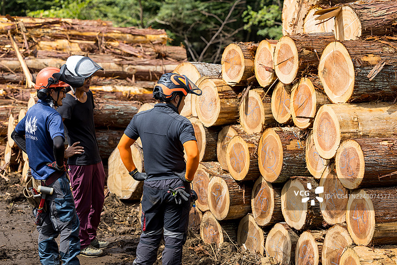 林业工人实施计划采伐，以实现可持续林业。图片素材