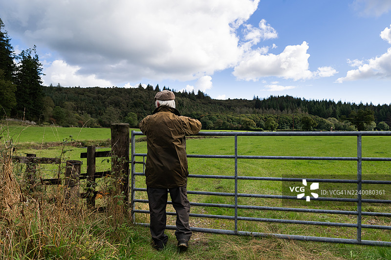 年长的农民在田野里查看牲畜图片素材