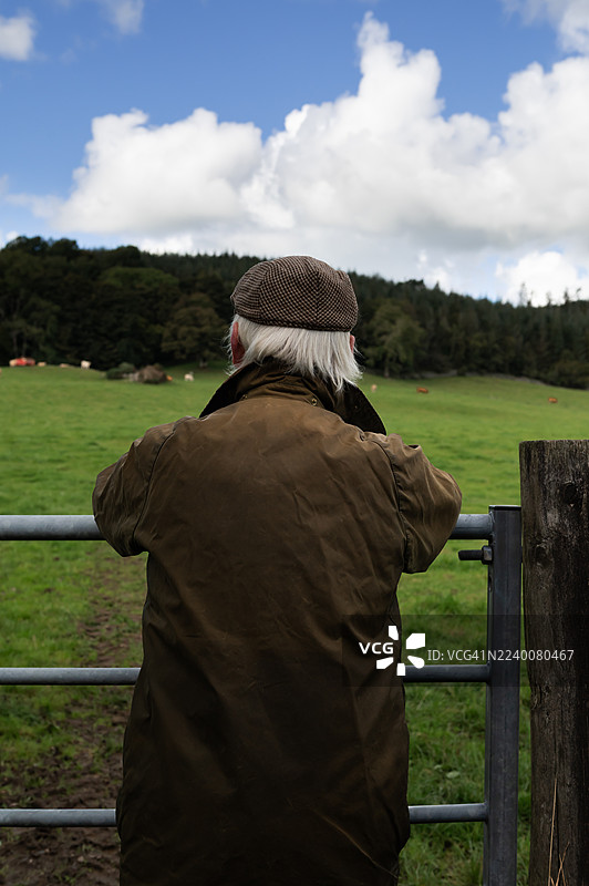 年长的农民在田间检查牲畜图片素材