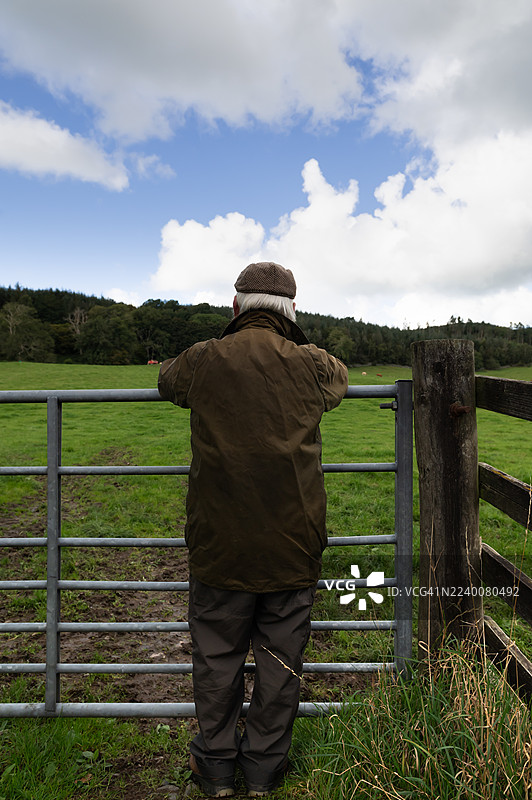 年长的农民在田野里查看牲畜图片素材