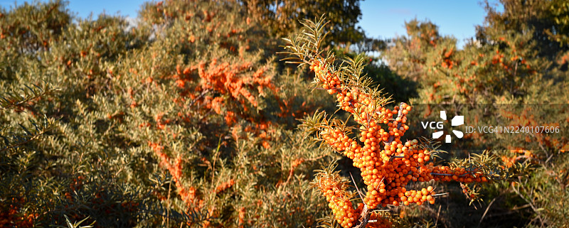 海勃克霍恩-格尔兰-福斯湾图片素材