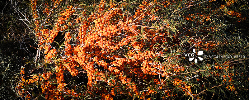 海滨的沙棘-格尔恩-福斯湾图片素材