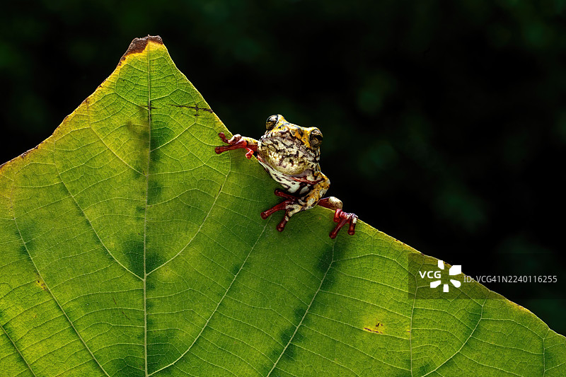 彩绘芦苇蛙图片素材
