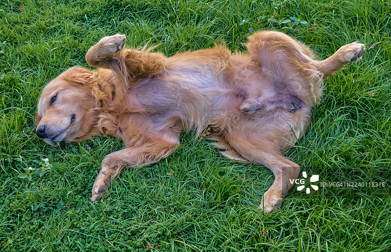 狗狗信任地仰卧，等待主人抚摸肚皮图片素材