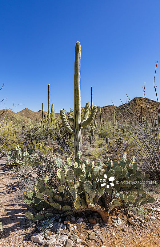 美国亚利桑那州南部管风琴仙人掌国家纪念碑小径旁的巨人柱和奥科蒂洛仙人掌图片素材