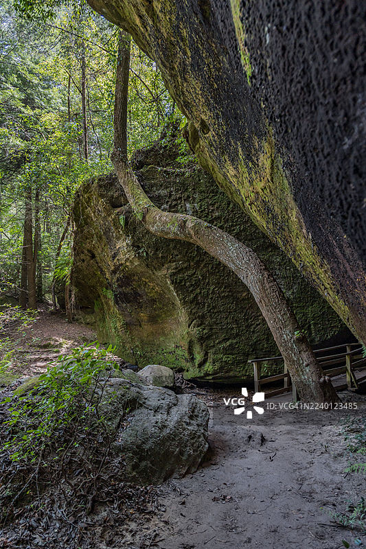 美国阿拉巴马州菲尔·坎贝尔附近的Dismals Canyon徒步小径旁，扭曲的树木争夺阳光。图片素材