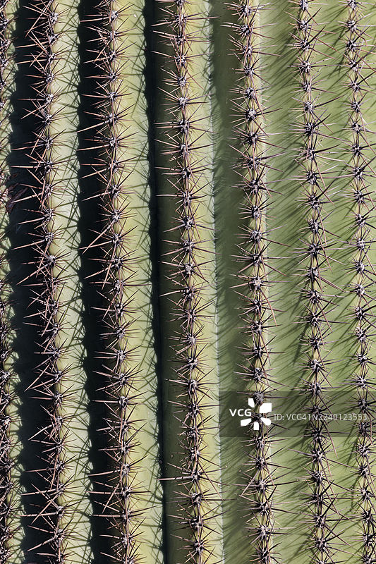 近距离拍摄的巨人柱仙人掌（Carnegiea gigantea），带有垂直排列的尖刺。图片素材
