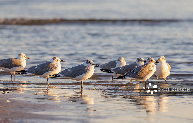海鸥在密西西比湾海岸线涉水觅食，映着傍晚的余晖。图片素材