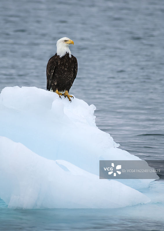 白头海雕，威廉王子湾图片素材