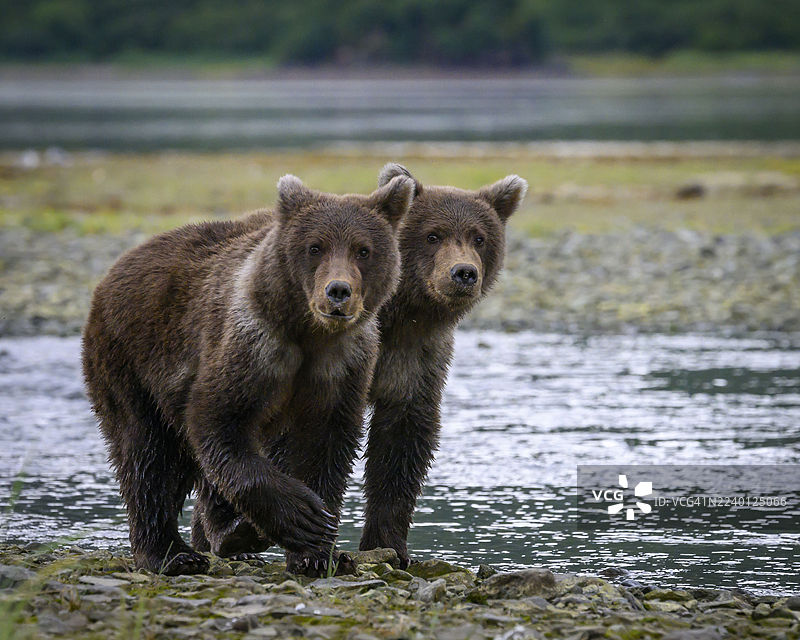 双胞胎幼崽图片素材