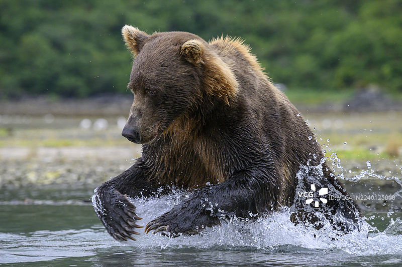 钓鱼的熊图片素材