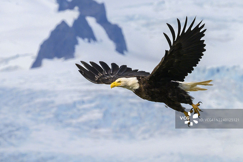 白头海雕起飞图片素材