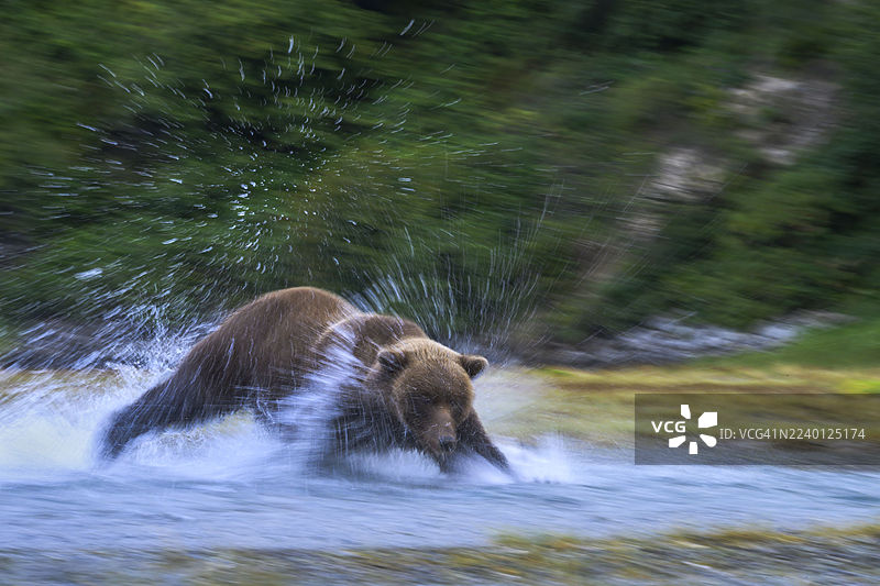 潜水捕捞三文鱼图片素材