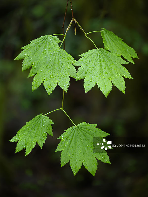 雨天的藤枫图片素材