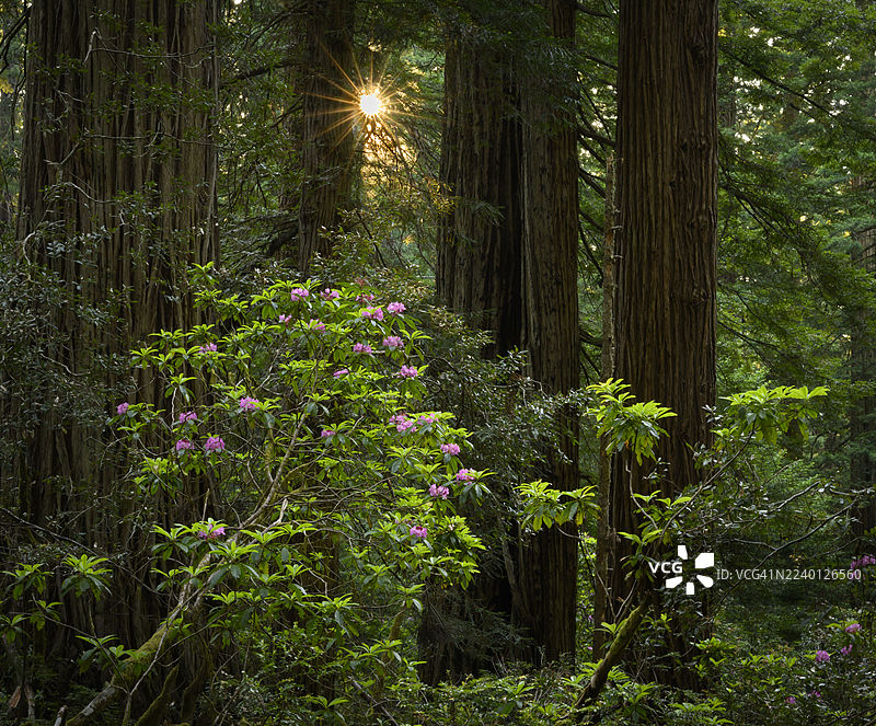红木中的罗迪图片素材