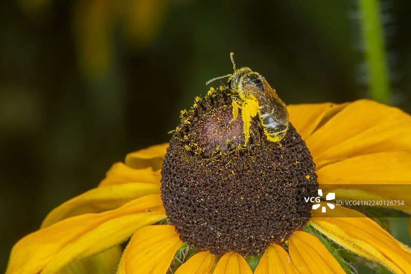 明尼苏达州，蜜蜂在黑眼苏珊花上采集充满花粉的沟纹蜜蜂图片素材