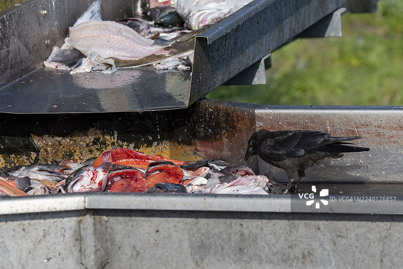 美国乌鸦在阿拉斯加瓦尔迪兹被处理后，以剩余的鲑鱼为食图片素材