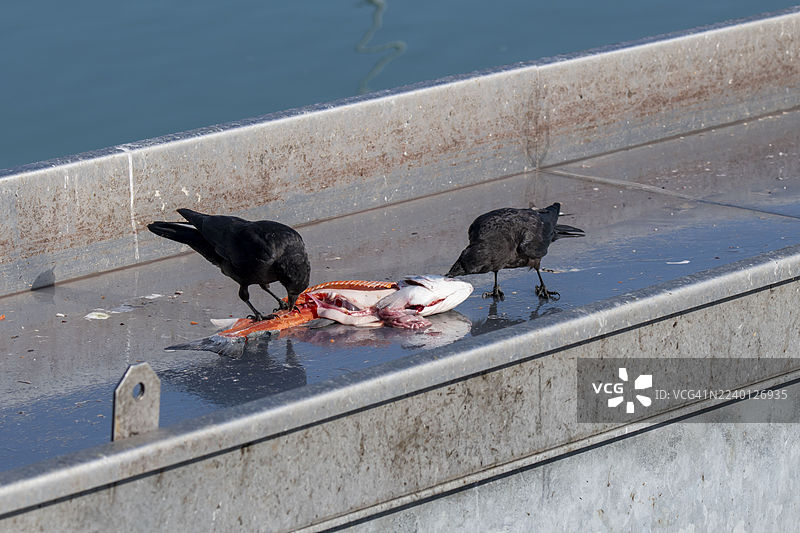 美国乌鸦在阿拉斯加瓦尔迪兹加工后，以剩余的鲑鱼为食图片素材