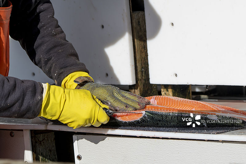 一位专业厨师在阿拉斯加瓦尔迪兹为顾客处理新鲜捕捞的三文鱼。{source_text: "A professional processor fillets a fresh caught salmon for a customer in Valdez, Alaska"}图片素材