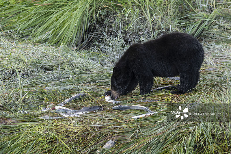 一只黑熊在阿拉斯加瓦尔兹的溪流中享用它刚捕获的鲑鱼。图片素材