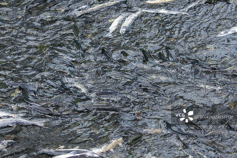 粉红鲑鱼在阿拉斯加溯溪而上，前往它们的产卵地。图片素材