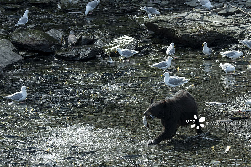 阿拉斯加瓦尔迪兹的黑熊嘴里叼着刚捕获的鲑鱼图片素材