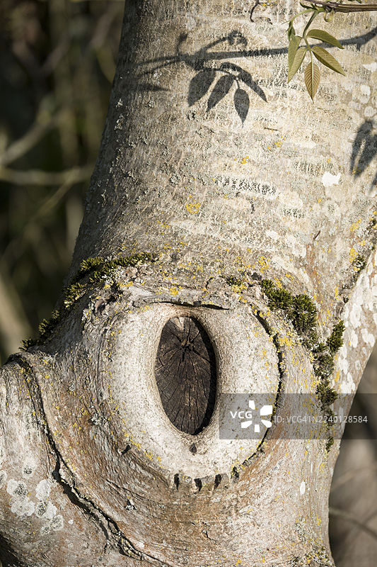 泰晤士河畔唐宁顿，牛津郡，泰晤士河边的小径上，一截顽皮的树干图片素材